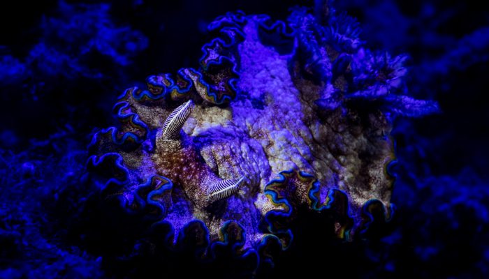 9 Interesting Things About Fluo Diving With Lembeh Resorts