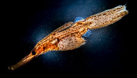 Robust ghost pipefish (Solenostomus Cyanopterus) Sascha Janson, Lembeh, Indonesia 2017