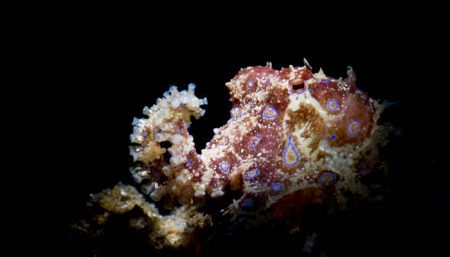 Blue Ring Octopus (Hapolochlaena lunulata) Sascha Janson, Lembeh, Indonesia 2017